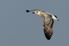 Larus armenicus