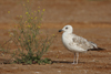 Larus armenicus