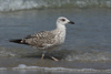 Larus armenicus