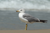 Larus armenicus