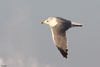 Larus armenicus