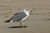 Larus armenicus