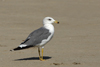 Larus armenicus