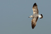 Larus armenicus