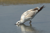 Larus armenicus