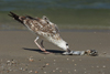 Larus armenicus