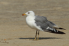 Larus armenicus