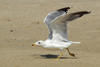 Larus armenicus