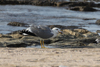 Larus armenicus
