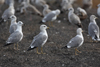 Larus armenicus