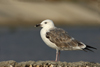 Larus armenicus