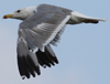 Larus armenicus