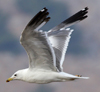 Larus armenicus