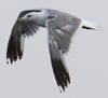 Larus armenicus