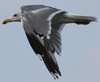 Larus armenicus