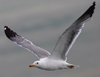Larus armenicus
