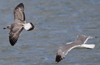Larus armenicus