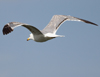 Larus armenicus