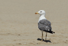 Larus armenicus