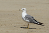 Larus armenicus