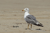 Larus armenicus