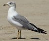 Larus armenicus
