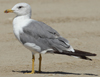 Larus armenicus