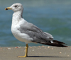 Larus armenicus