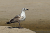 Larus armenicus