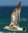 Larus armenicus