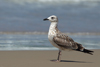 Larus armenicus
