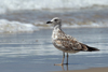 Larus armenicus
