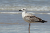 Larus armenicus