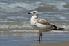 Larus armenicus