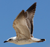 Larus armenicus