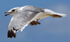 Larus armenicus