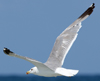 Larus armenicus