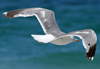 Larus armenicus
