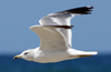 Larus armenicus