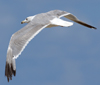Larus armenicus