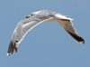 Larus armenicus