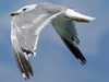 Larus armenicus