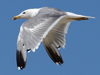 Larus armenicus