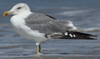 Larus armenicus