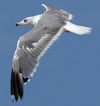Larus armenicus