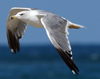 Larus armenicus
