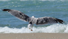 Larus armenicus