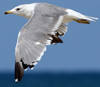 Larus armenicus