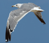 Larus armenicus