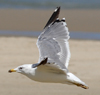 Larus armenicus